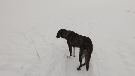 Big-female-dog-walking-and-standing-on-snow