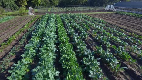 Luftaufnahme:-Niedrige-Überführung-Von-Gemüse-Auf-Einer-Farm-In-Austin,-Texas