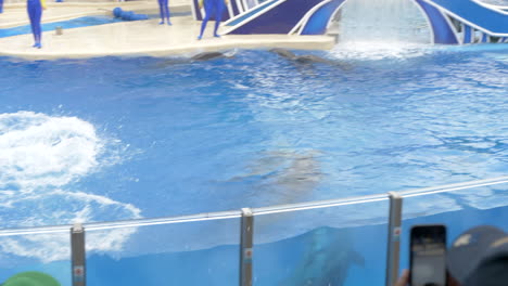 Five-Dolphins-Jumping-out-of-the-Water-in-Unison-at-a-SeaWorld-Show,-Slow-Motion