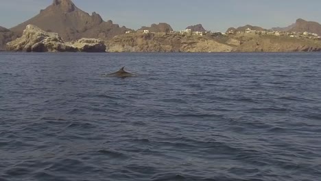 Slow-motion-gimbaled-footage-of-rare-dolphins-in-Sea-of-Cortez