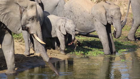 Footage-of-African-elephants-at-the-waterhole-drinking,-spraying-and-scenting-the-water-with-young-elephant-in-the-midst-of-the-herd