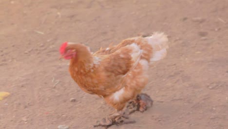 A-chicken-walks-down-a-dirt-road-in-Peru