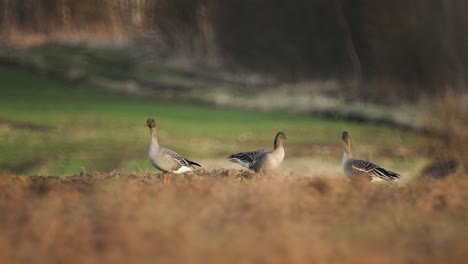 Bean-goose--breeding-in-the-field-Northern-Europe