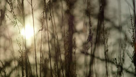 Weeds-and-tree-branches-sway-in-the-breeze-of-a-winter-evening-sunset