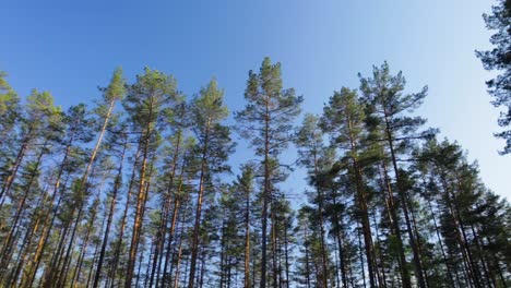 Pine-grove-panoramic-view-on-blue-sky-background