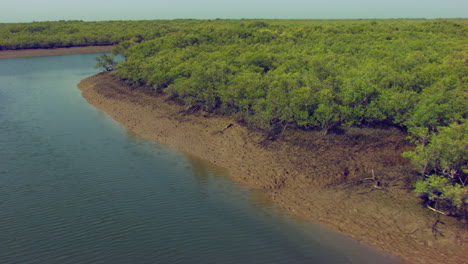 Close-up-Aerial-flight-over-shrub-and-tree-along-shores,-rivers