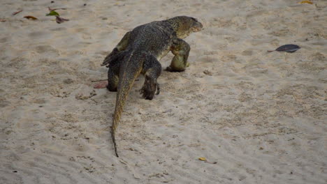 Old-clumsy-Monitor-lizard-walking-slowly-on-the-sandy-beach