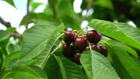 SLOWMO---Cherry-tree-full-of-red-cherries-in-orchard-in-New-Zealand