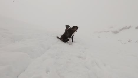 Hunde-Stehen-Und-Gehen-Auf-Schnee-Auf-Berg-Mit-Nebel