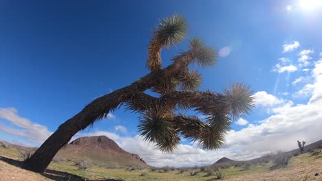 Joshua-Tree-En-El-Lapso-De-Tiempo-Del-Desierto-De-Mojave