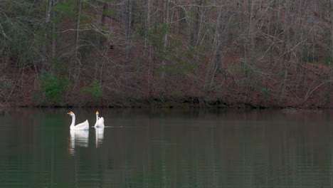 Two-white-geese-swimming-in-a-lake-in-Georgia