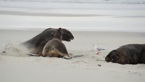 Seals-are-playing-together-on-the-beach