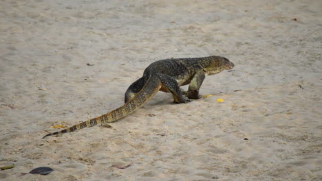 Very-old-monitor-lizard-walking-slowly-on-a-sandy-beach