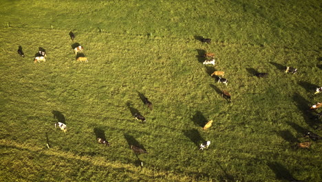 Large-herd-of-cows-eating-in-a-field