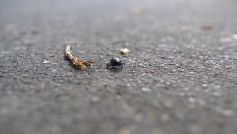 Escarabajo-Caminando-Hacia-La-Cámara