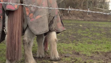 Horse-with-blanket-grazes-in-winter