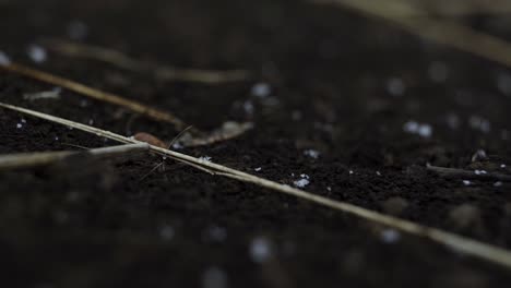 Close-up-of-snow-falling-onto-black-dirt-and-melting-on-the-ground