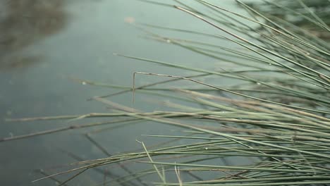 Flimsy-reeds-on-a-pond