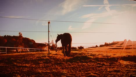 Horse-trots-along-a-fence