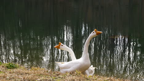 Two-geese-in-front-of-a-lake-in-Georgia