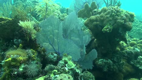 Abanicos-De-Gorgonias-Se-Mecen-En-Un-Arrecife