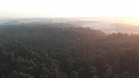 Aerial-view-of-a-forest-at-sunset-sunrise
