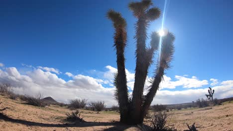 Yucca-Baum-Zeitraffer-In-Der-Mojave-Wüste