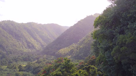 Vista-Aérea-De-La-Flora-Nativa-Hawaiana-Y-El-Paisaje-Montañoso-De-La-Selva