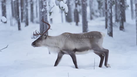 Zeitlupe-Eines-Majestätischen-Rentiers,-Das-In-Einem-Verschneiten-Wald-In-Lappland,-Finnland,-Herumläuft