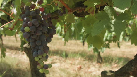 Bunch-of-grape-growing-in-a-French-vineyard,-some-ripe-some-not