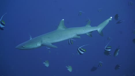 Un-Tiburón-De-Arrecife-De-Punta-Blanca-Que-Nada-En-La-Corriente-Cerca-De-La-Cámara