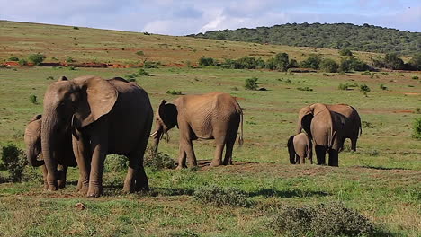 Elephant-Herd-Grazing-on-Open-African-Plains