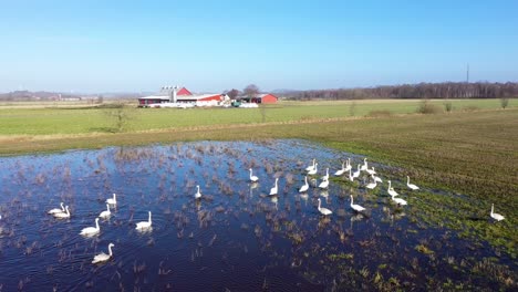 Aerial-view-of-flock-of-swans-in-water-on-flooded-field