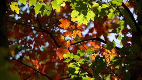 Vom-Sonnenlicht-Hinterleuchtete-Herbstblätter-Zittern-Im-Zeitraffer
