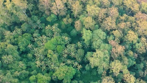 A-scenic-view-of-a-lush-green-forest-from-above