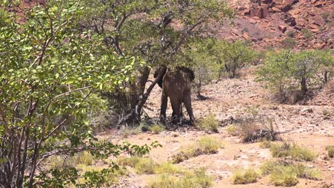Toma-Panorámica-De-Un-Elefante-Salvaje-Del-Desierto-Parado-A-La-Sombra-De-Un-árbol-En-Namibia,-áfrica