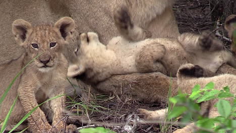 Lion-Cubs-Playful-Interaction-with-Mother-Lioness,-South-Africa