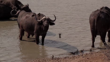Eine-Riesige-Herde-Afrikanischer-Büffel,-Die-An-Einem-Wasserloch-Ruht