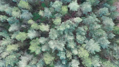 Drohnenansicht-Eines-Englischen-Waldes-Und-Einer-Landschaft