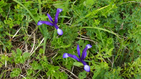 Frühling-Wilde-Blume-Wilde-Iris