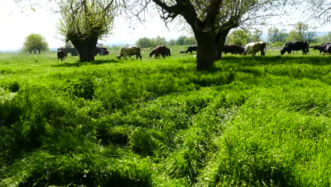 Eine-Herde-Kühe-Die-Weide-Einer-Wiese-Mit-Saftigem-Gras