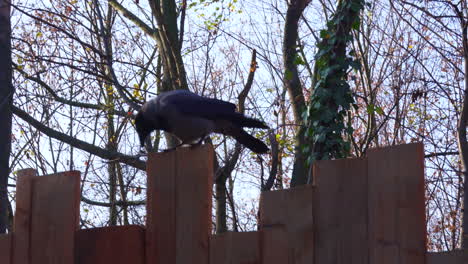 Crow-sitting-on-a-fence