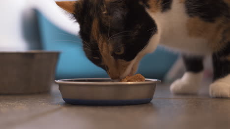 Cat-eating-it's-dinner-from-a-metal-bowl-in-a-kitchen
