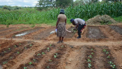 Africans-and-Americans-Working-Together-to-Build-a-Garden-in-Zimbabwe,-Static-Time-Lapse