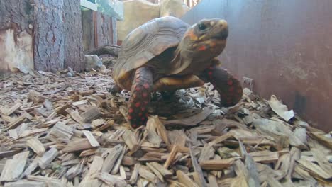 tortoise-moving-toward-camera-tortoise-moving-toward-camera