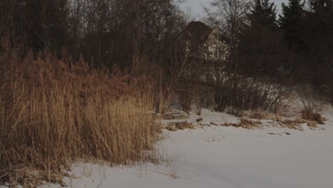 Panning-shot-across-a-winter-landscape-with-cat-tail-plants-growing