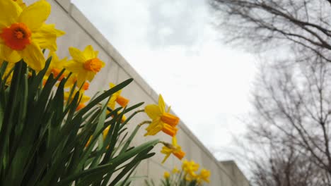 A-slow-camera-pan-of-a-group-of-yellow-Daffodils-in-a-spring-garden-waving-in-the-wind
