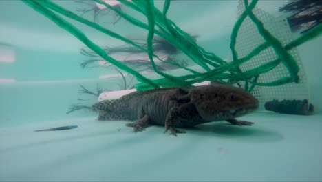 Axolotl-swimming-in-water-tank