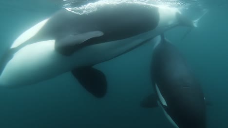 Dos-Orcas-Viniendo-Directamente-A-La-Cámara-Soplando-Burbujas-Bajo-El-Agua-Disparadas-A-Cámara-Lenta