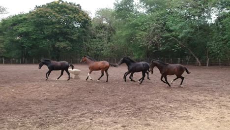 Horses-|-Horse-Racing-|-Race-Horses-|-Stud-Farm-in-India